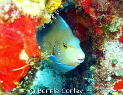 Peek-a-boo Blue Angel seen May 2008 at Isla Mujeres.  I s... by Bonnie Conley 